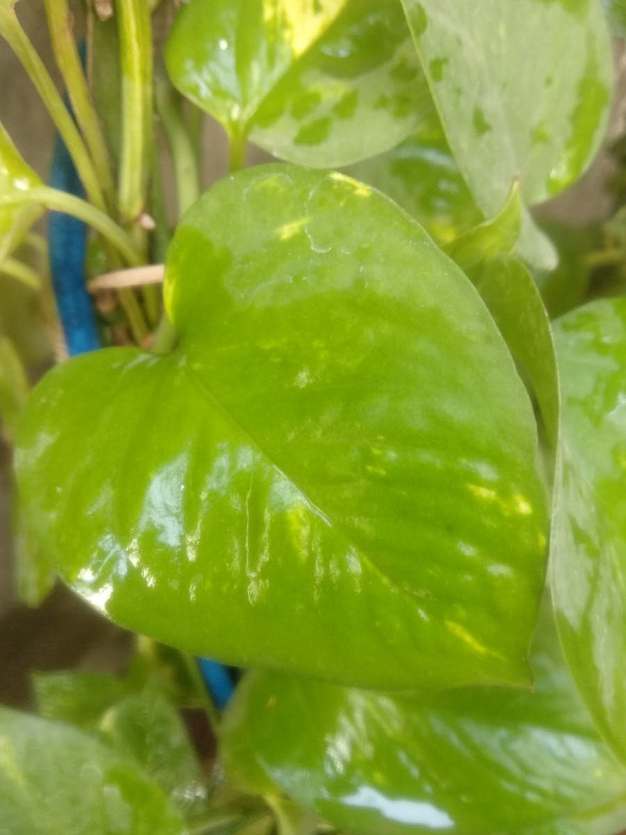 Floor Tiling Project